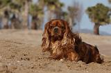 CAVALIER KING CHARLES 479